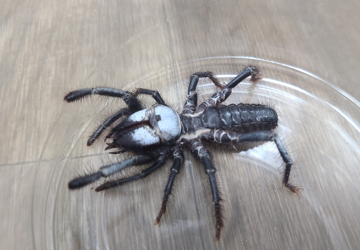 Black clearance camel spider